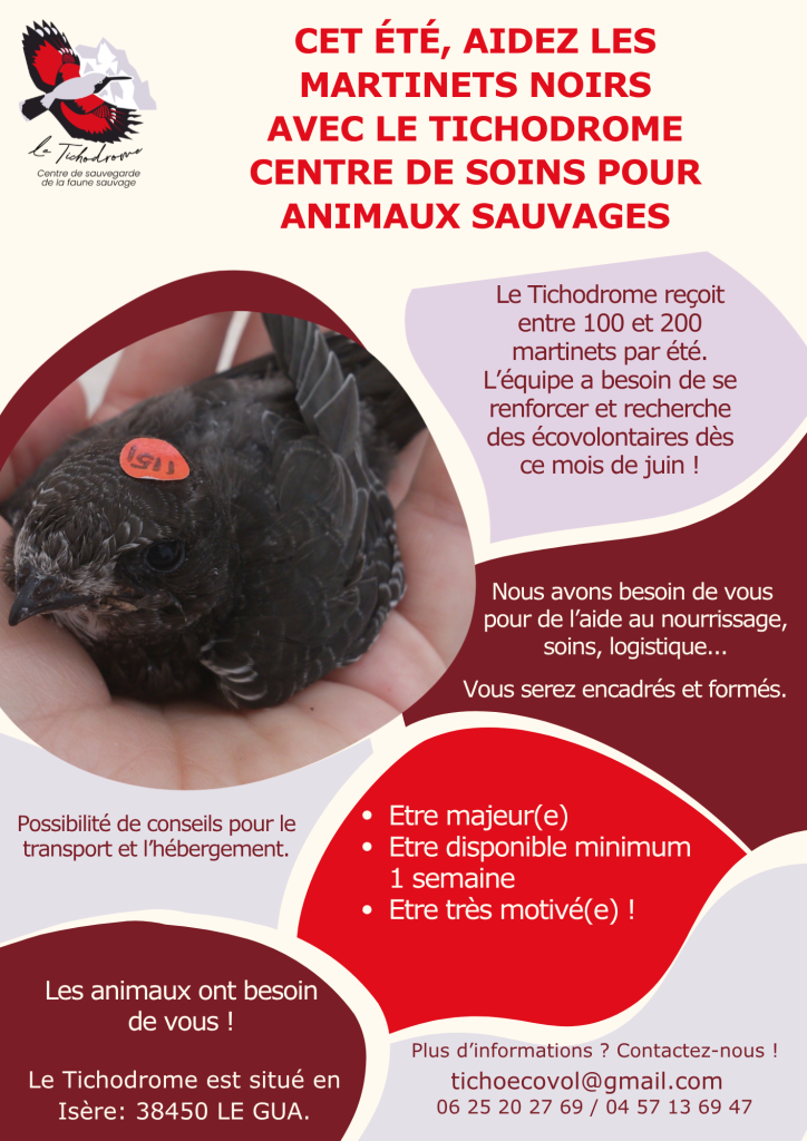 recherche EV martinets 2026 (002)